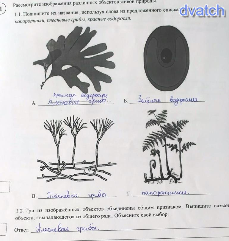 Рассмотрите фотографии с изображением представителей