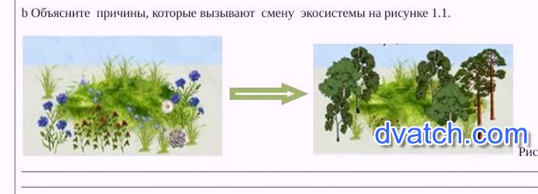 Рассмотрите рисунок и объясните почему. Объясните причины замены одной экосистемы. Экосистем\ы картинки. Однолетние экосистема Доминанты. Экосистемы схемы для вышивки любимый уголок.