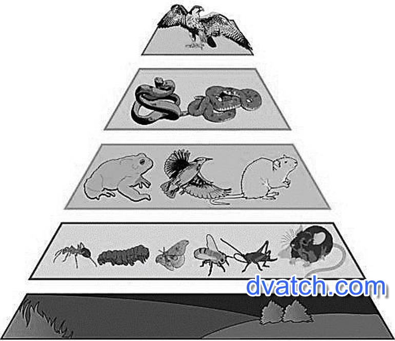 Экологическая пирамида рисунок. Экологическая пирамида Элтона. Экологическая пирамида аквариума. Экологическая пирамида 3 класс окружающий мир.
