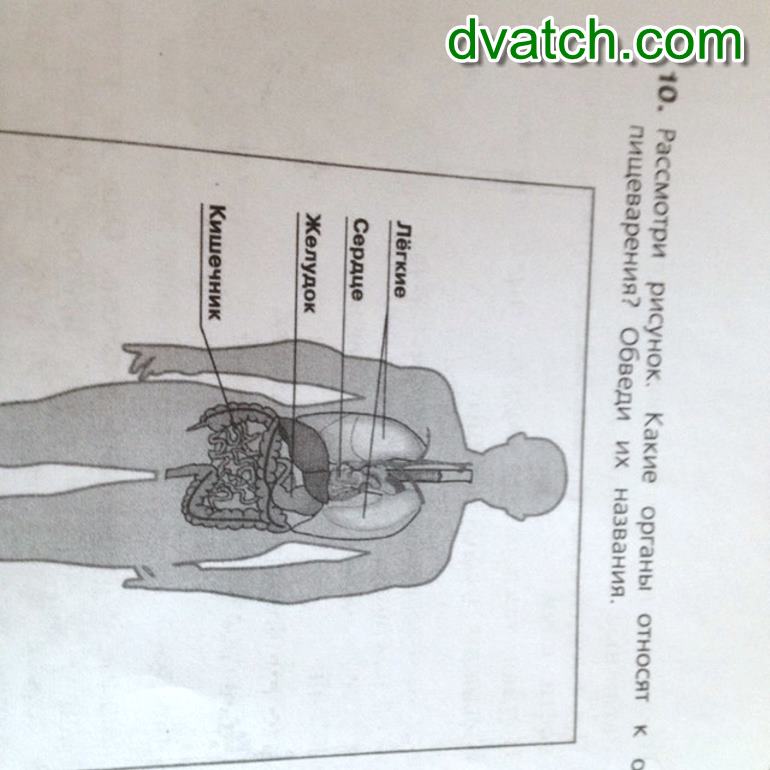 Органы изображенные на рисунке относятся к. Какие органы относятся к органам пищеварения обведи их названия. Какой важный орган не изображён на рисунке. Какой важный орган человека изображен на рисунке.