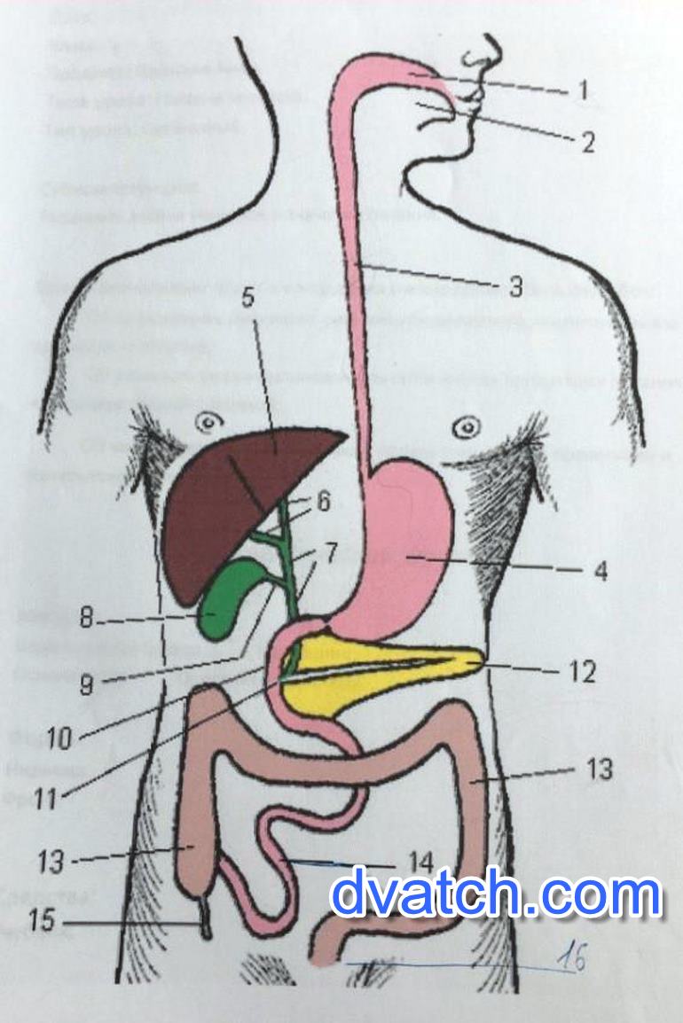 Назовите органы обозначенные на рисунке цифрами. Строение пищеварительной системы. Название органов пищеварения. Строение системы органов пищеварения. Анатомия человека органы пищеварения.