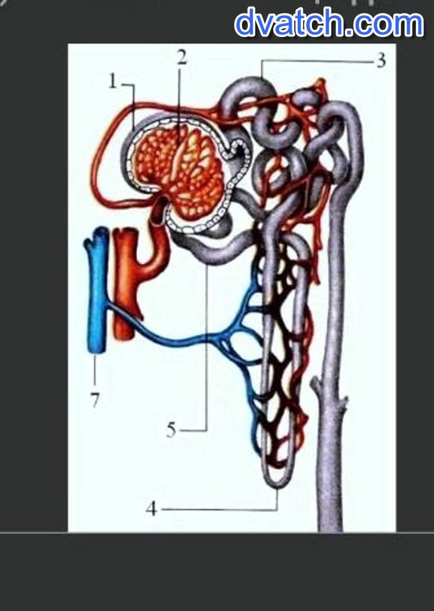 Рисунок строение почки и нефрона рисунок