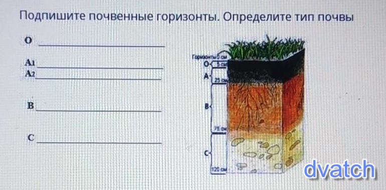 Определите по рисунку горизонты. Подпишите почвенные горизонты. Подпиши почвенные горизонты. Подписать почвенные горизонты. Подпишите названия почвенных горизонтов.