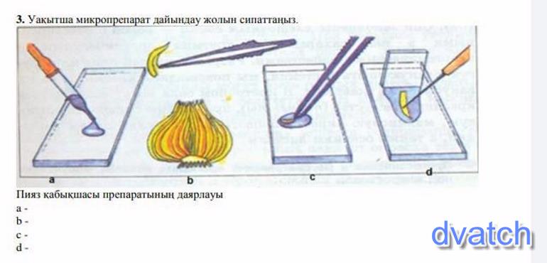 Лук под микроскопом 5 класс лабораторная. Приготовление микропрепарата клетки кожицы лука. Приготовление препарата кожицы чешуи лука. Приготовления микропрепарата чешуи лука. Приготовьте временный микропрепарат кожицы чешуи лука.