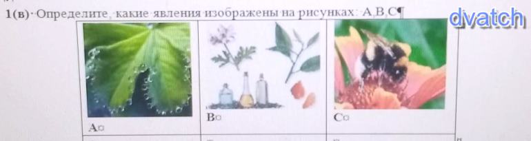 На рисунке изображено явление. Определите какое явление изображено на картинке. Какое явление отображает картинка, изображенная на рисунке?. Какое явление из жизни растений изображено на рисунке?. Какое явление изображено на рисунке биология.