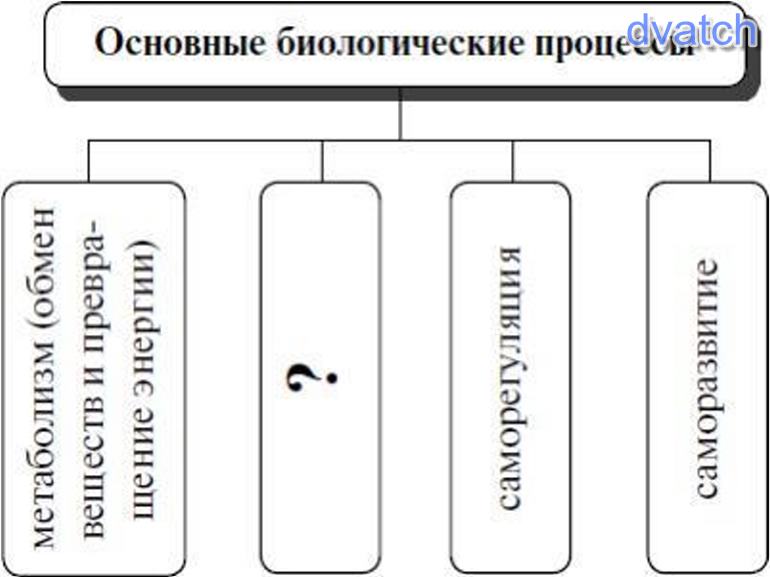 Биологические процессы. Основные биологические процессы схема. Основные биологические процессы схема ответ. Биологический процесс схема. Биологический процесс это типы.