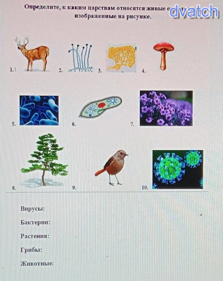 Какие организмы относятся к данной группе. Бактерии грибы растения животные. Животные растения грибы бактерии вирусы. Какие организмы относятся к царству животных. Организмы относящиеся к царству грибов.