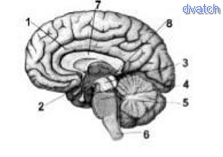 Мозг без подписей. Рис 80 отделы головного мозга. Рис 61 строение головного мозга. Структуры головного мозга биология 8 класс. Основные отделы головного мозга на продольном срезе.