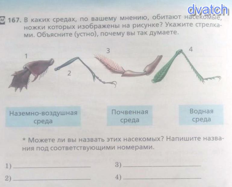 Рассмотрите рисунок укажите стрелками. В каких средах обитают насекомые. В каких средах обитают насекомые ножки. В каких средах обидают насик. Объясните что изображено на рисунке в каких средах по вашему мнению.