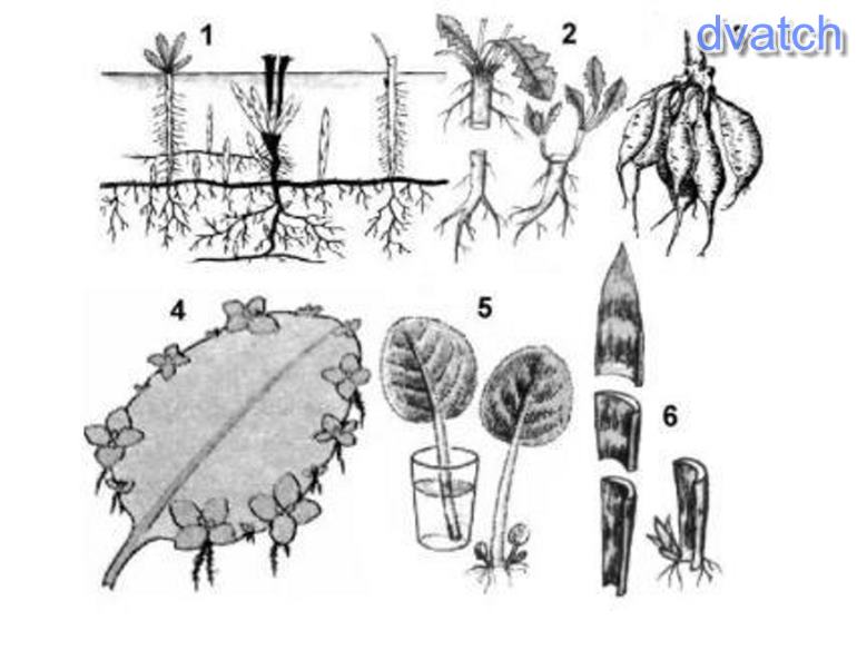 Вегетативные размножения корнями