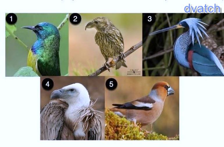 Примеры ароморфоза у птиц. Птицы и как их зовут. К летающим птицам относят. Птица с прической. Ароморфозы птиц.