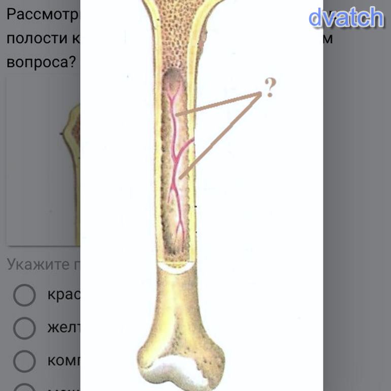Функция желтого костного мозга в трубчатой кости. Полость кости. Костномозговая полость в кости.
