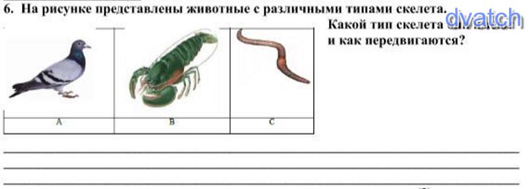 Определите какой из представленных на рисунке. Рассмотреть рисунки какие типы скелета имеет каждое из животных. Рассмотрите рисунки какие типы скелета имеет. Рассмотрите рисунки какие типы скелета имеет змея. Фосфатный Тип скелета.