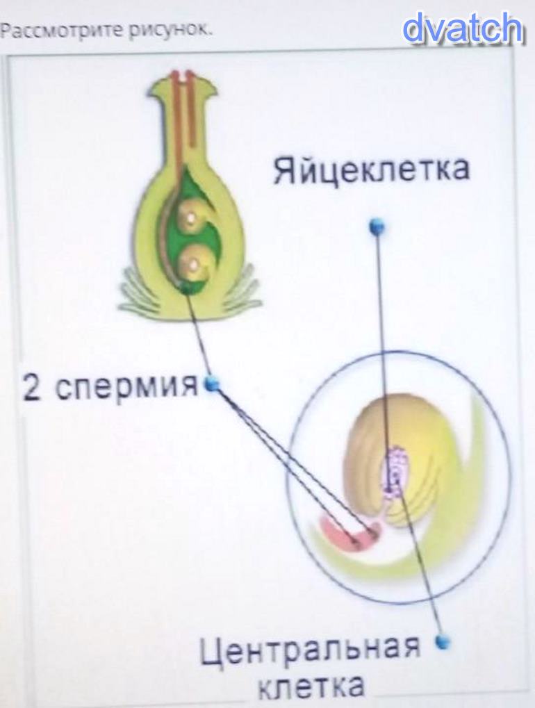 Спермий цветка. Яйцеклетка рисунок. Спермий Центральная клетка. Яйцеклетка и Центральная клетка. Два спермия Центральная клетка.