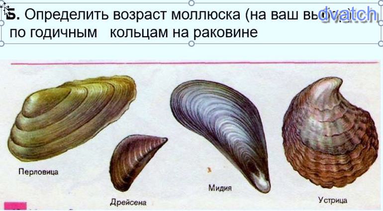 Обитание моллюсков. Моллюск который обитает на суше это. К моллюскам обитающим на суше относится. Тип моллюски тест 1 моллюски обитают.