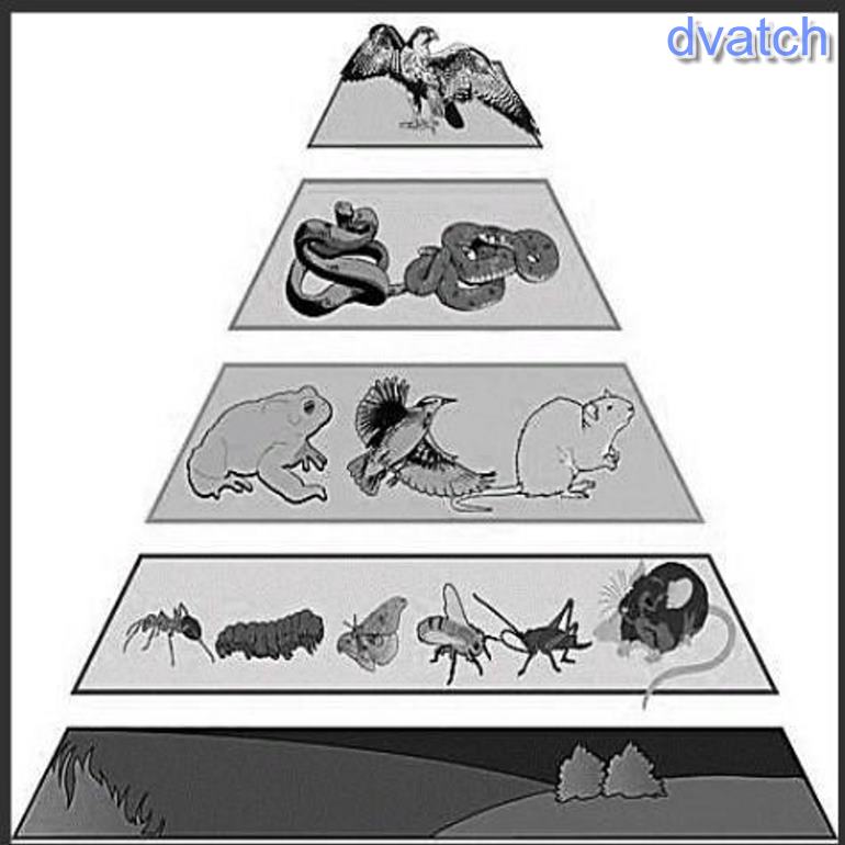 Экологическая пирамида рисунок. Экологическая пирамида. Экологическая пирамида задания. Перевернутая экологическая пирамида. Задания экологическая пирамида для дошкольников.