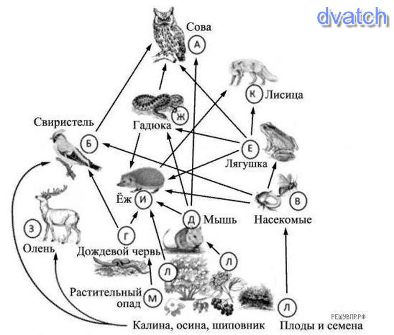 На рисунке представлена экосистема