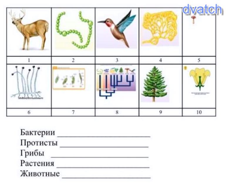 Назовите организмы изображенные на рисунке и определите к каким сообществам они относятся 5 класс