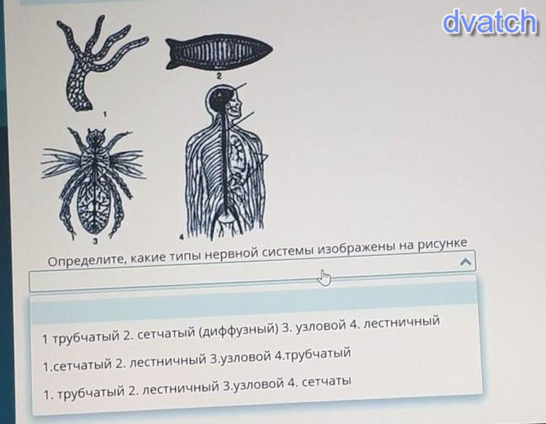 Какая система изображена на рисунке. Чья система изображена на рисунке?. Актер типы нервной системы изображены на рисунке 1) сетчатый. Неверная система. Аакая карневая система изображена на каждом ресунки.