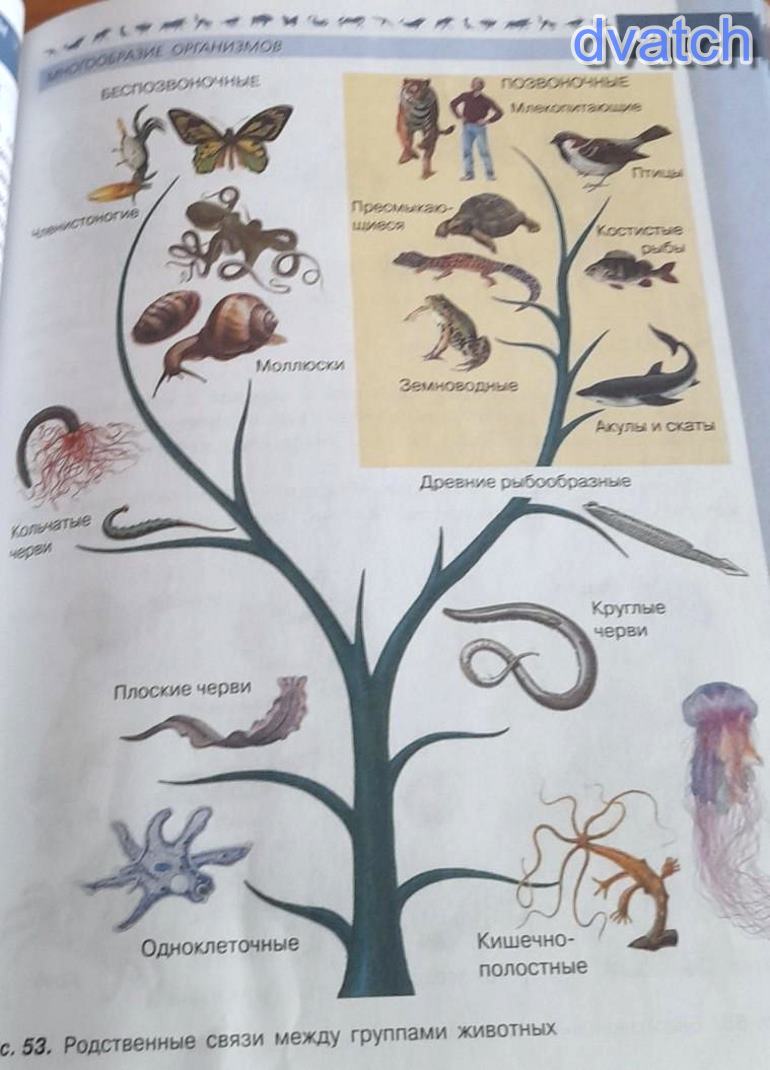 Рассмотри рисунки живых. Родственные связи между группами животных. Родственные связи между группами животных 5 класс. Рисунок родственные связи между группами животных. Родственные связи между животными биология 5.