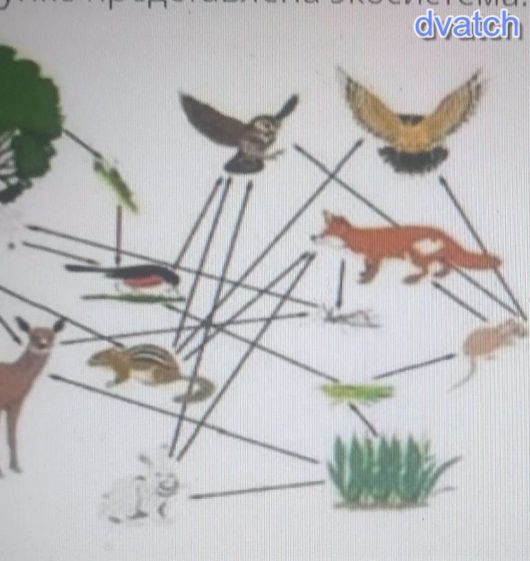 На рисунке представлена пищевая цепь. Пищевая цепочка 6 звений. Пищевая цепь соснового Бора. Пищевая цепь животных из 5 звений. Брейгель пищевая цепочка.