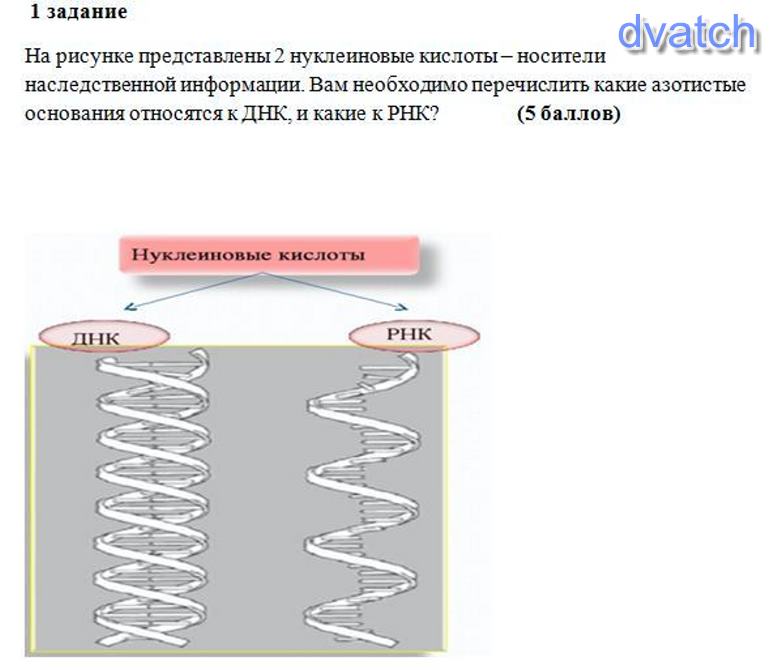 Носители наследственной информации. Нуклеиновые кислоты носители наследственной информации. Нуклеиновые кислот ДНК как носитель наследственной информации.