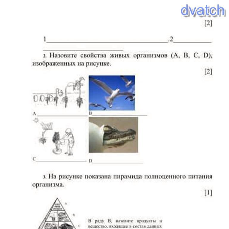 Как называется свойство живых организмов изображенное на рисунке утка с утятами ответ