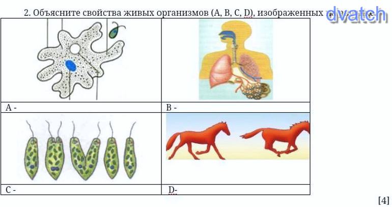 Какое свойство живых систем изображено. Свойства живых организмов рисунок. Нарисовать свойства живого организма. Свойство живых организмов ОГЭ по биологии. Свойства живого рисунок.