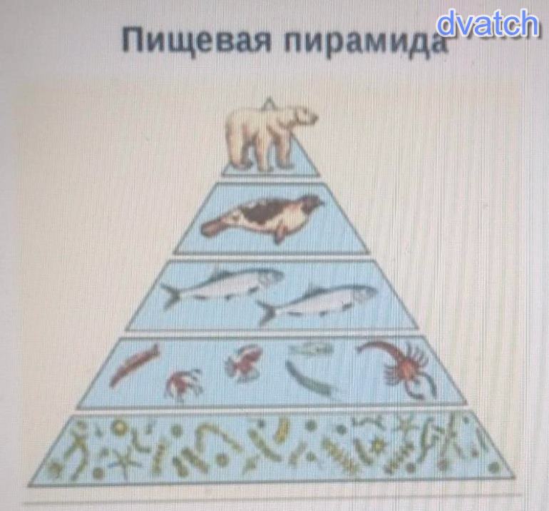 Пирамиды биология 11 класс. Экологическая пирамида. Пищевая пирамида биология. Экологическая пирамида моря. Пищевая пирамида океана.