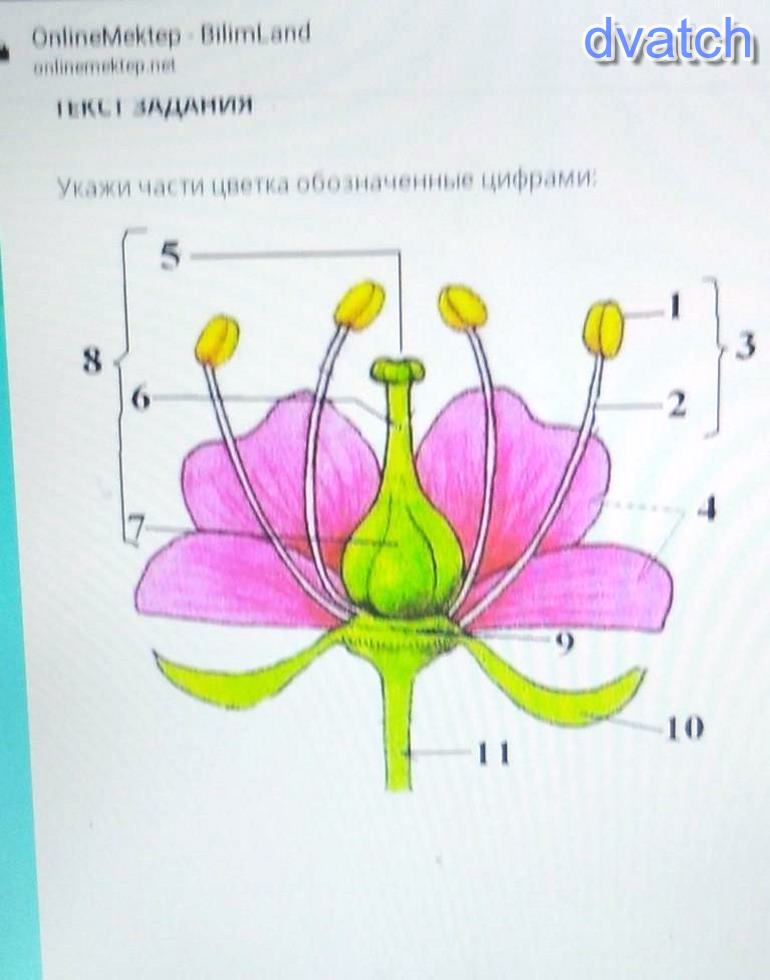 Перечисленных на рисунке 1 1. Цветок части цветка. Подпишите части цветка обозначенные цифрами. Укажите части цветка. Части цветка фото.